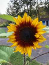 Load image into Gallery viewer, SUNFLOWER - Evening Sun Mix