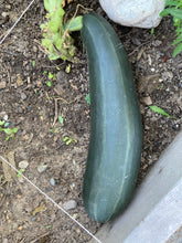 Load image into Gallery viewer, ZUCCHINI - Green Garden Mix
