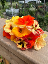Load image into Gallery viewer, NASTURTIUM - Jewel Mix
