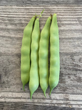 Load image into Gallery viewer, BEAN, POLE - Borlotti