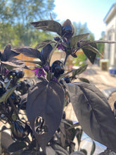 Load image into Gallery viewer, PEPPER (HOT) - Black Pearl
