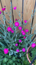 Load image into Gallery viewer, ROSE CAMPION - Pink
