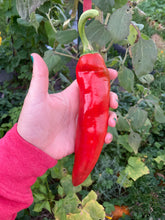 Load image into Gallery viewer, PEPPER (CHILI) - New Mexico 6