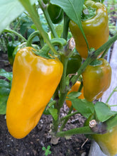 Load image into Gallery viewer, PEPPER (SWEET) - Sweet Mini Mix
