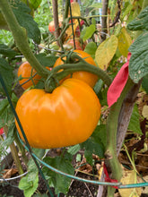 Load image into Gallery viewer, TOMATO - Azoychka