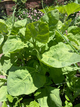 Load image into Gallery viewer, SPINACH - Large Leaf