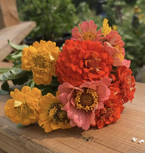 Load image into Gallery viewer, ZINNIA - Lilliput Mix