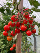 Load image into Gallery viewer, TOMATO - Tasty Treat