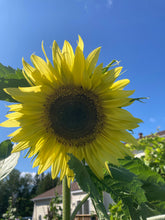 Load image into Gallery viewer, SUNFLOWER - Lemon Queen