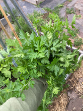 Load image into Gallery viewer, PARSLEY - Single Italian Plain Leaf