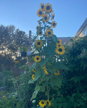 Load image into Gallery viewer, SUNFLOWER - Evening Sun Mix