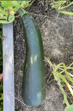 Load image into Gallery viewer, ZUCCHINI - Black Beauty