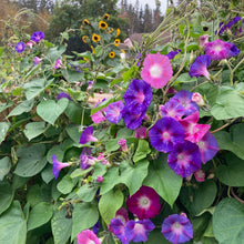 Load image into Gallery viewer, EASY TO GROW: Annual Flower Bundle