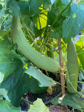 Load image into Gallery viewer, GOURD - LUFFA