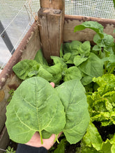 Load image into Gallery viewer, SPINACH - Large Leaf