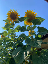 Load image into Gallery viewer, SUNFLOWER - Giant Mix