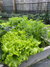 Load image into Gallery viewer, LETTUCE - Iceberg