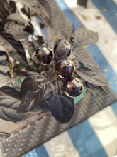 Load image into Gallery viewer, PEPPER (HOT) - Black Pearl