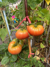 Load image into Gallery viewer, TOMATO - Poland Pink