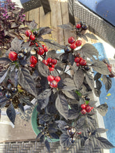 Load image into Gallery viewer, PEPPER (HOT) - Black Pearl