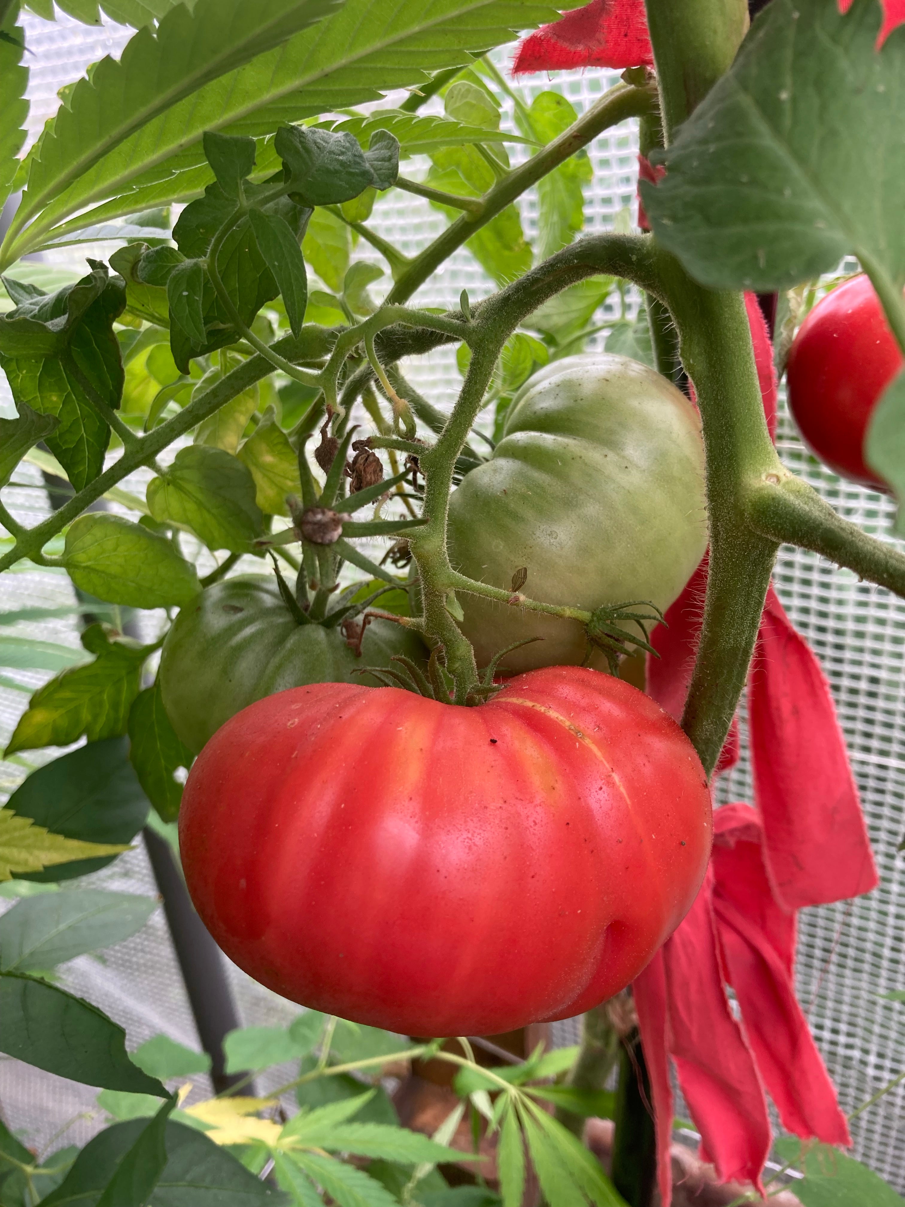 TOMATO - Poland Pink – The Superior Gardener