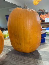 Load image into Gallery viewer, PUMPKIN - Field