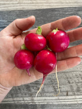 Load image into Gallery viewer, RADISH - Crimson Crunch