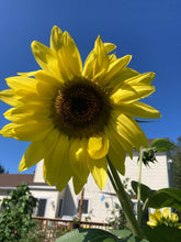 Load image into Gallery viewer, SUNFLOWER - Lemon Queen