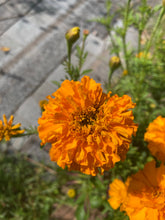 Load image into Gallery viewer, EASY TO GROW: Annual Flower Bundle