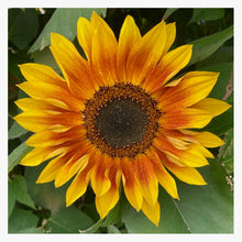 Load image into Gallery viewer, EASY TO GROW: Annual Flower Bundle