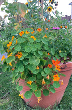 Load image into Gallery viewer, NASTURTIUM - Jewel Mix