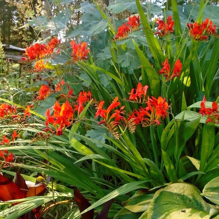 LUCIFER | Crocosmia – The Superior Gardener