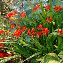 Load image into Gallery viewer, LUCIFER | Crocosmia