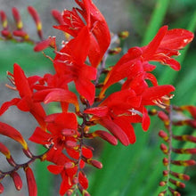 Load image into Gallery viewer, LUCIFER | Crocosmia