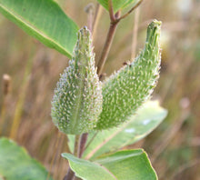 Load image into Gallery viewer, MILKWEED - Common