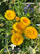 Load image into Gallery viewer, STRAWFLOWER - Bright Yellow Mix
