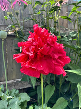 Load image into Gallery viewer, POPPY - Red Peony

