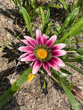 Load image into Gallery viewer, GAZANIA - New Day Bright Mix
