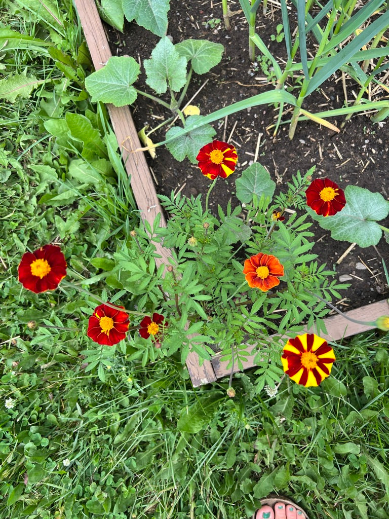 jolly jester marigold seeds MARIGOLD