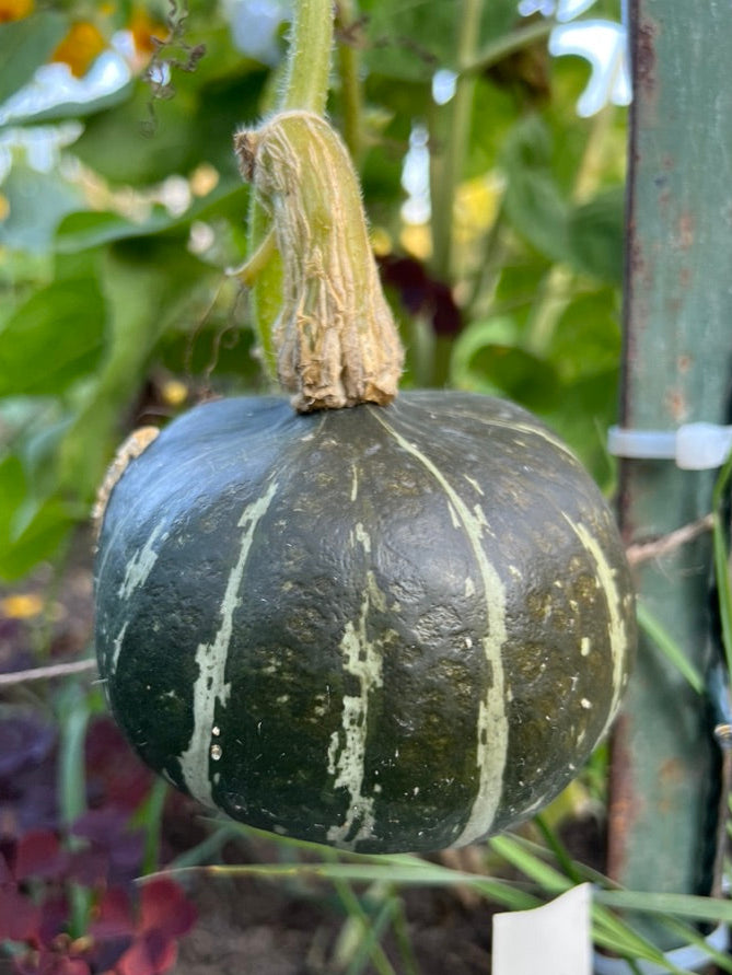 SQUASH - Buttercup