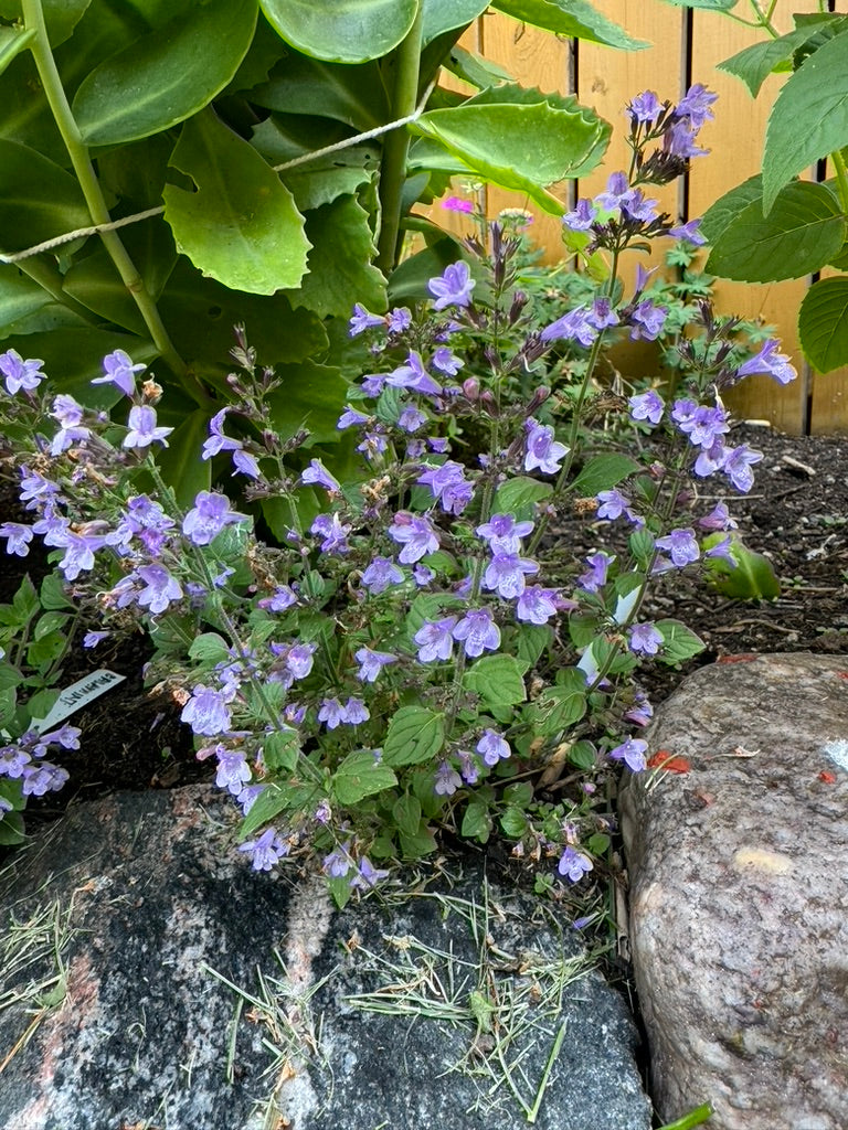 MINT (CALAMINT) - Marvelette Blue