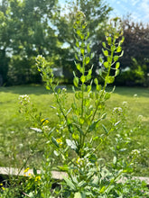 Load image into Gallery viewer, PENNYCRESS
