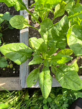 Load image into Gallery viewer, SPINACH - Bloomsdale
