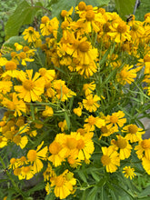 Load image into Gallery viewer, SNEEZEWEED
