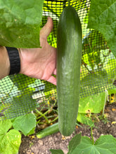 Load image into Gallery viewer, CUCUMBER - English Long Telegraph

