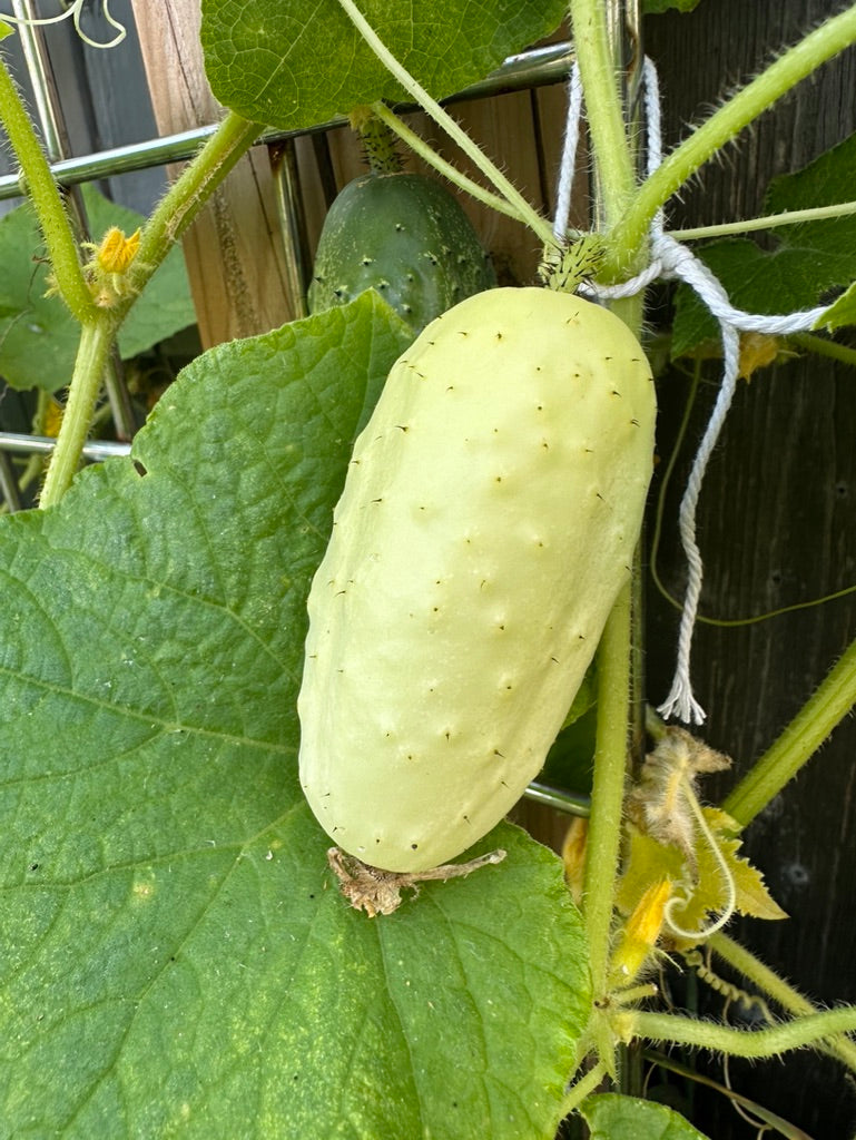 CUCUMBER - Boothby's Blonde