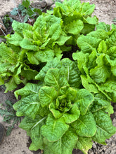 Load image into Gallery viewer, LETTUCE - Iceberg
