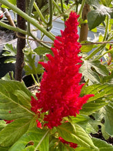 Load image into Gallery viewer, CELOSIA - Plumosa Mixed Colours
