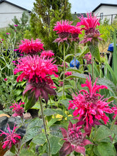 Load image into Gallery viewer, BEE BALM - Raspberry
