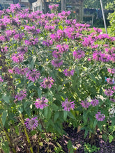 Load image into Gallery viewer, BEE BALM - Lilac
